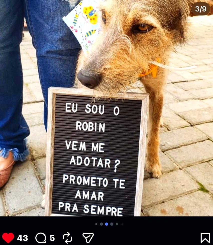 Feira de adoção de animais · 1.ª edição do Bazar Du Bem · ago. 2019, Salvador · Bahia, BR